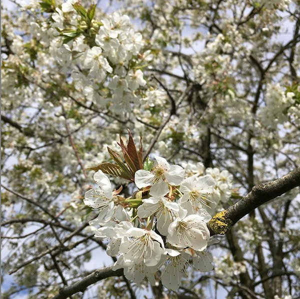 Luxeuil-les-Bains - Fougerolles - Cerisiers en fleurs